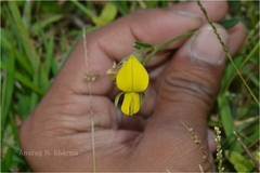 Crotalaria triquetra